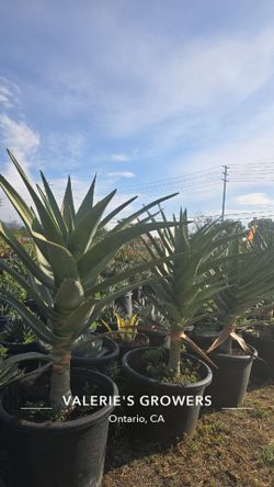 Aloe Hercules Palm