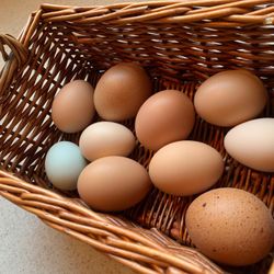 Fresh Eggs