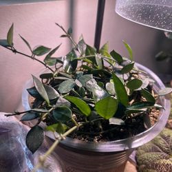 Hoya Krohniana Black