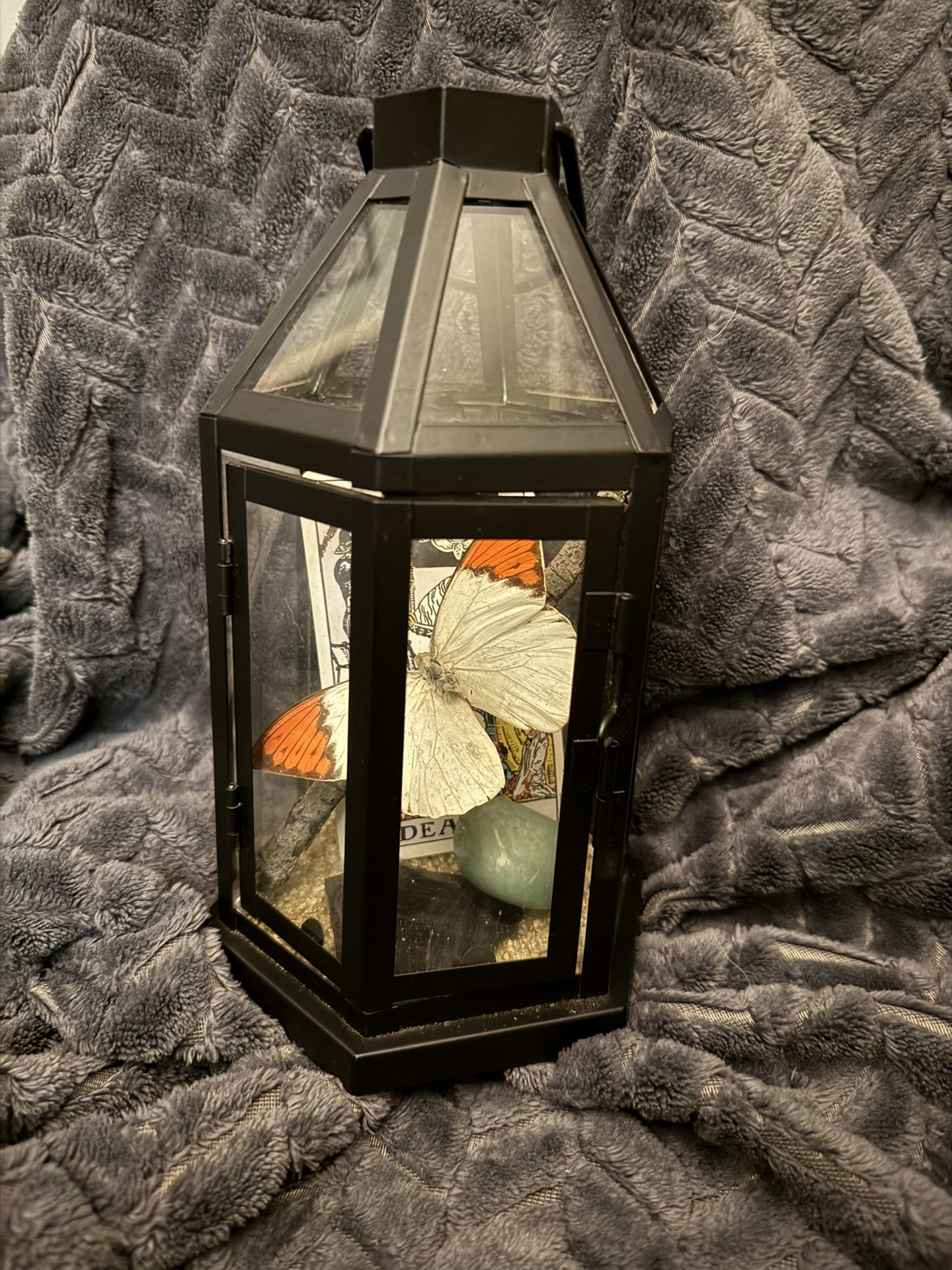 Preserved Butterfly Terrarium