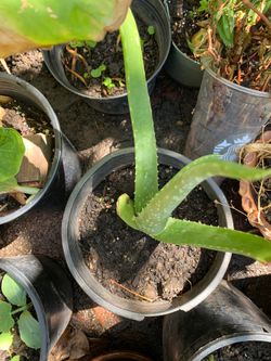 Aloe Vera plant $6