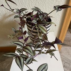 Tradescantia Zebrina Inch plant