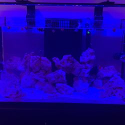 55 Gallon Fish Tank With 30 Gallon Sump  And Stand 