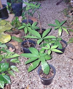 Money Tree Houseplant
