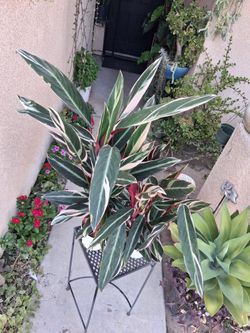 Stromanthe Triostar Plant $35 EACH