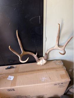 Large Real Deer Antlers – Rustic Cabin / Lodge Decor