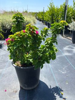 🌺 ADD A SPLASH OF COLOR WITH VARIEGATED BOUGAINVILLEA! 🌺