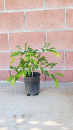 Tamarindo Tamarind