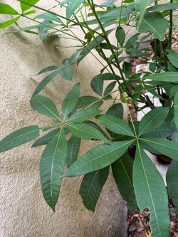 Money tree
