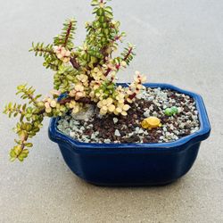 Succulents plants 🪴