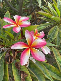 Large r”Rainbow” Plumeria variant. Great colors