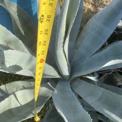 Agave plant
