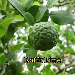 Kaffir Lime Grafted Dwarf Trees 3gal 