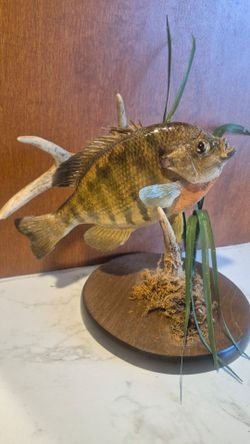 Bluegill Sunfish Taxidermy Mount on Wood Base