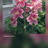 Ellina