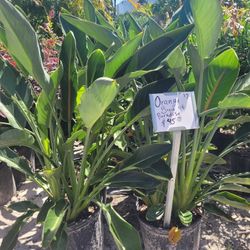 Bird Of The Paradise  (Orange)