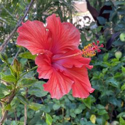 Hibiscus Bush $30 Each