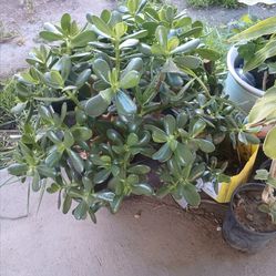 Planta grande muy bonita