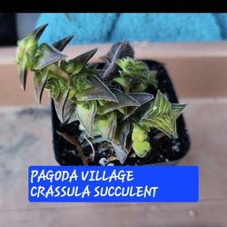 RARE "PAGODA VILLAGE" CRASSULA LIVE SUCCULENT  .TINY PAGODA'S  2.5 INCH..San Lorenzo Pickup