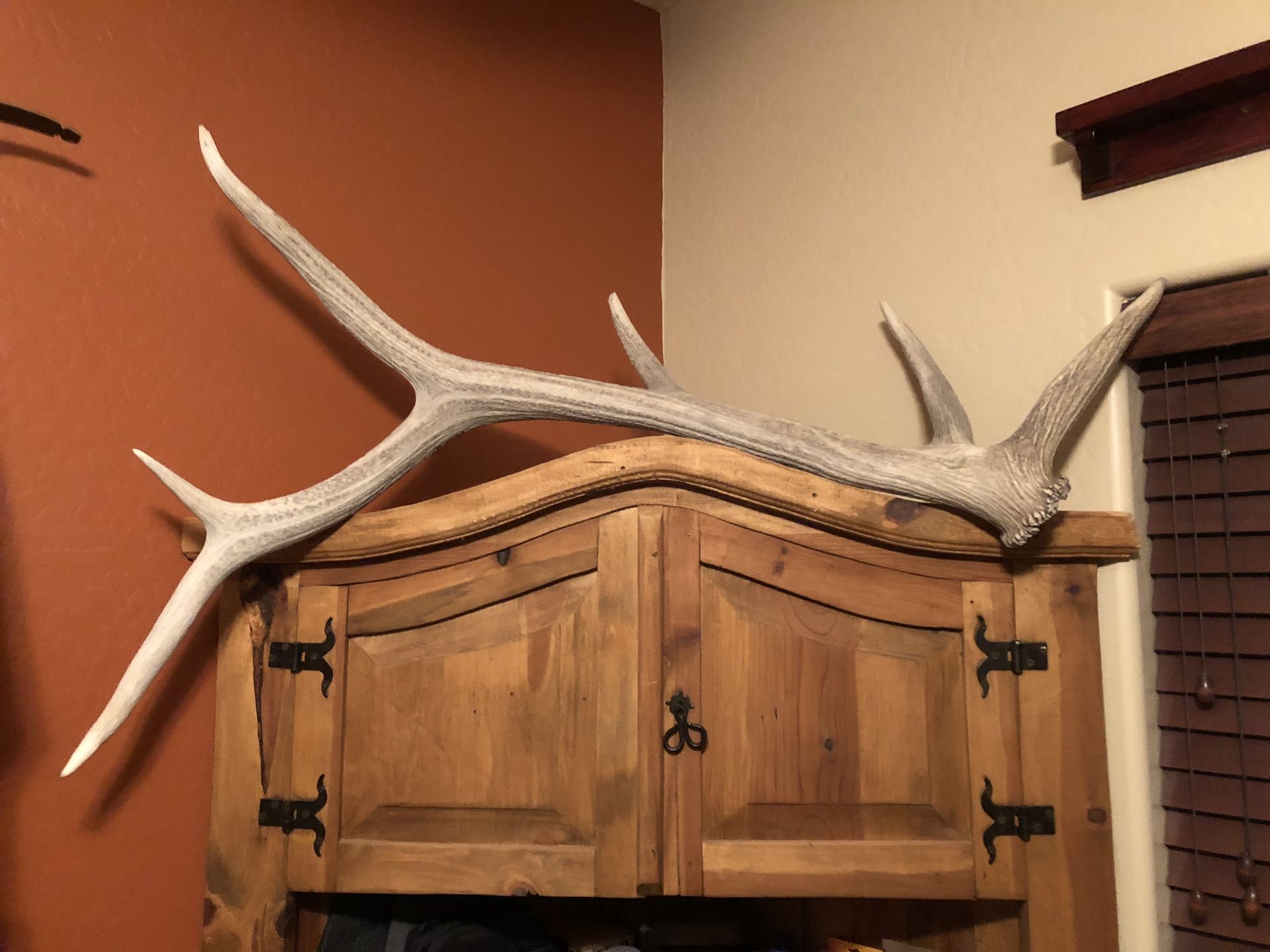 Large 50 inch elk shed.