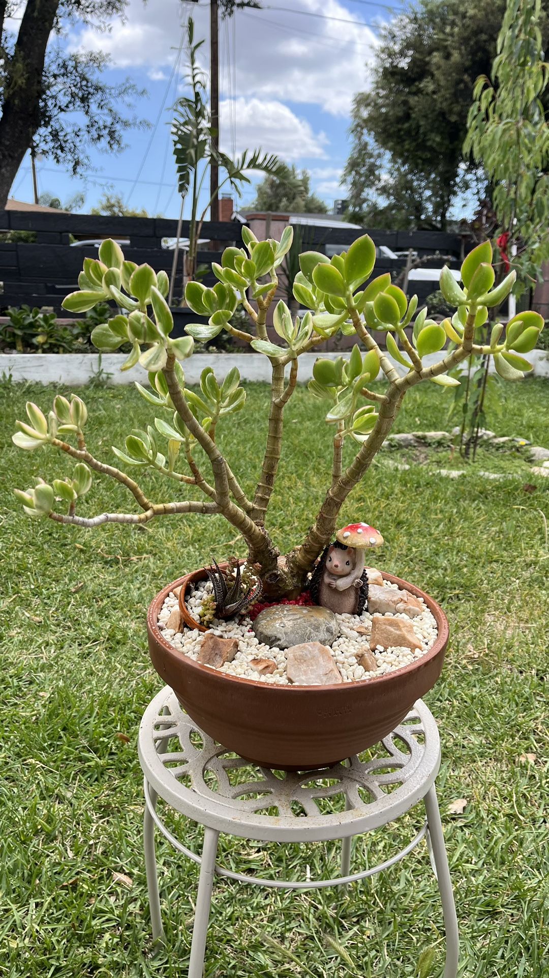 Very Healthy Tricolor Jade Plant And More In Nice Bowl 