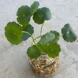 Succulents plants 🪴 （Whorled Umbrella Plant）