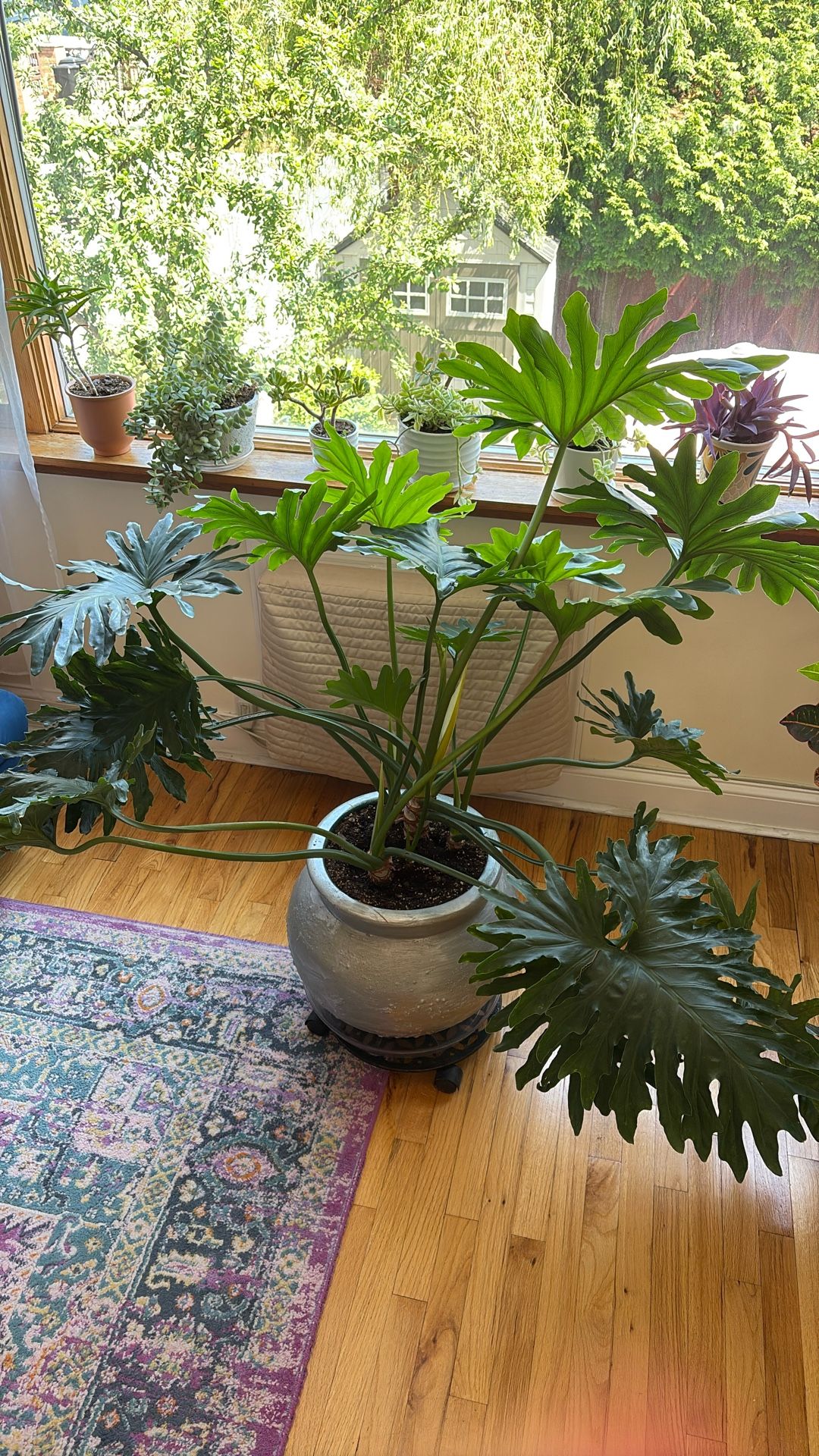 Huge Healthy Houseplant