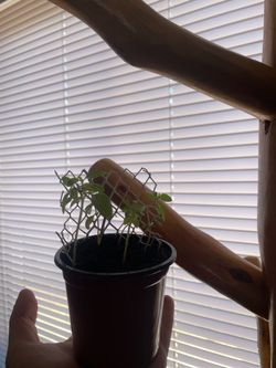 Thai basil