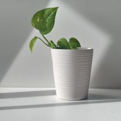 Lush Trailing Variegated Pothos Plant/ House Plant/ Indoor Plant  Flower 