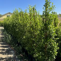 Ficus Nitida Privacy 15gallon 7ft