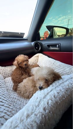 Toy poodle