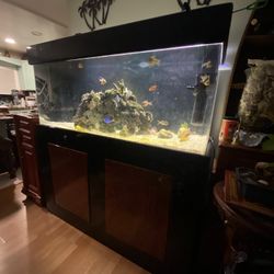 HUGE FISHTANK WITH FISH INCLUDED AND PUMPS AND FILTER WITH CUSTOM-MADE  