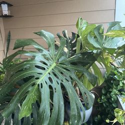 Indoor & Patio Plant Sale 🌿 (Monstera, Pothos, Succulents + more!)