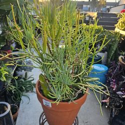 Succulent Arrangement In Clay Pot (Not Plastic)