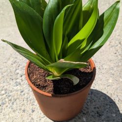 Plants For Sale