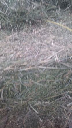 Alfalfa for sale delivery available for extra. se habla español