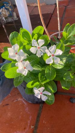 Plant