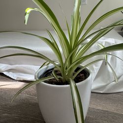 Spider plant