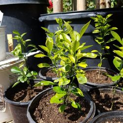 Organic Calamansi Trees. It Takes 2 Years From Seedlings To A Small Tree But Now It'll Take Off Faster To Grow. A Good Investment Harvesting Fruits
