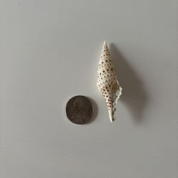 Turris Crispa fm. Grandis Seashell