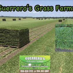 Guerrero’s Grass Farms 100% St, Augustine Carpet Grass