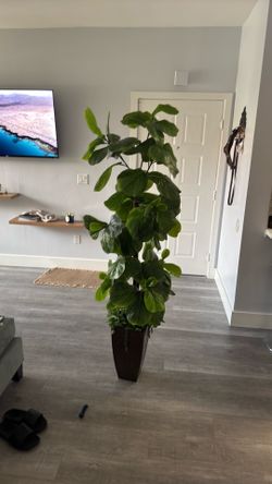 Decorating plant