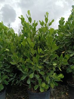 Beautiful Clusia Privacy Hedge Plants 🌿🌿 15gl $40