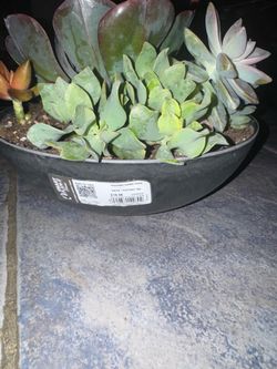 I have to sell these  pot with succulents
