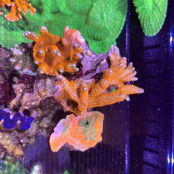 Fake Coral Red SPS