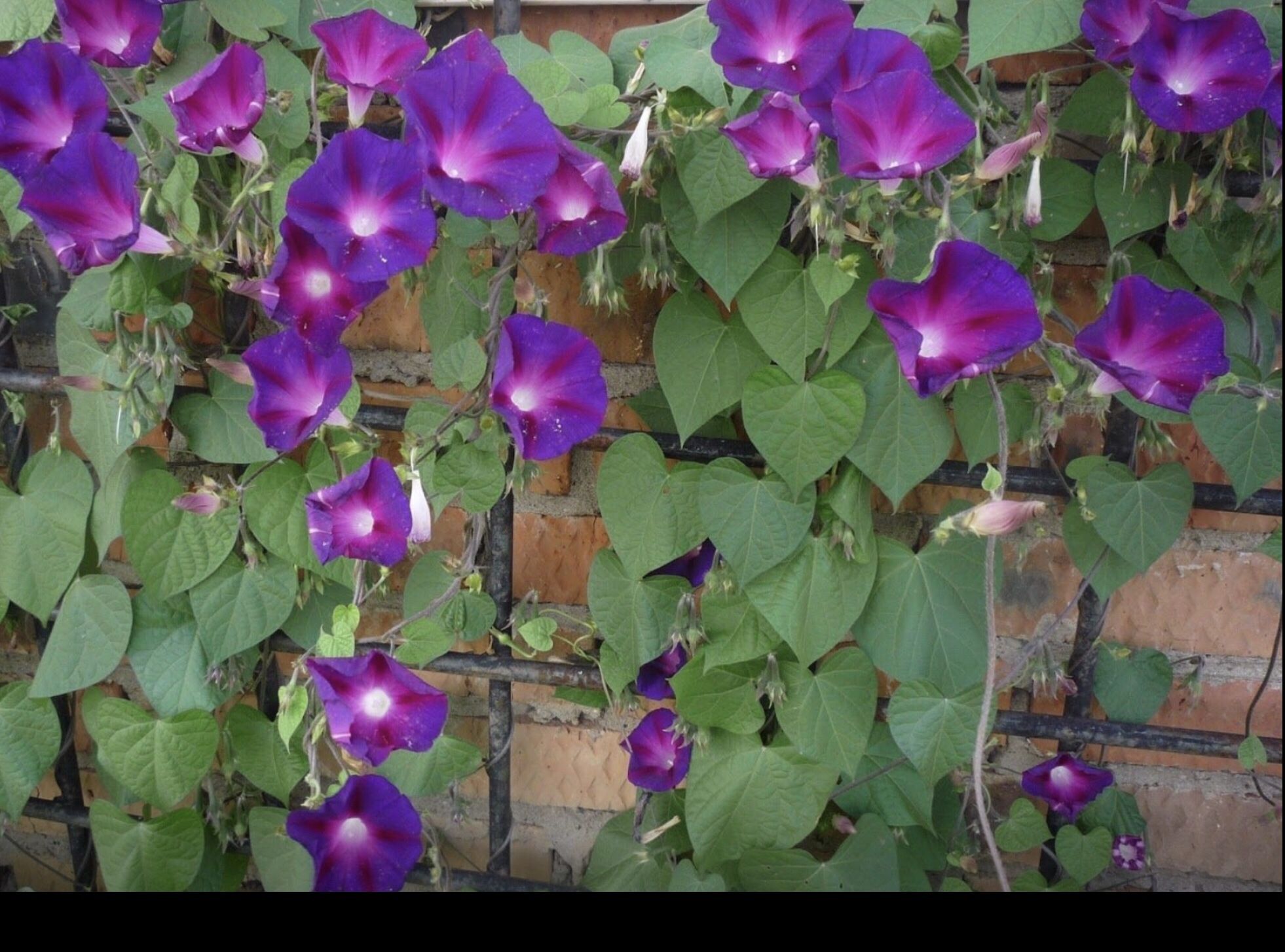 Imagine this Vining Plant Cascading Over Your Gate, Fence or