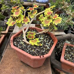 Bonsai Tree