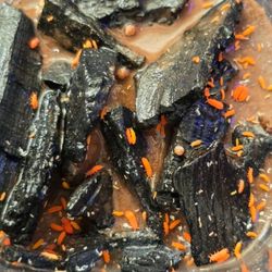 Orange Springtails 20+