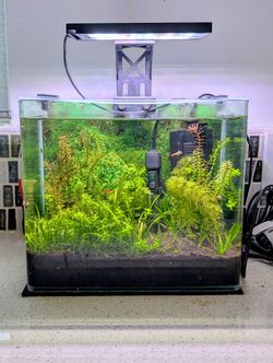 Complete Rimless Fish Tank Aquarium