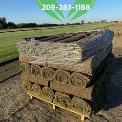 Best QUALITY Sod 